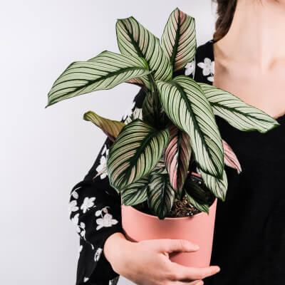 About Plants Store Gallery Img 5